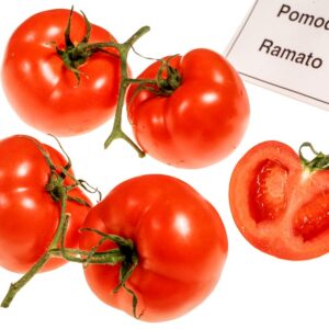 POMODORO RAMATO