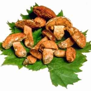 PORCINI SU FOGLIE - 009