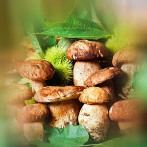 PORCINI E CASTAGNE - 006