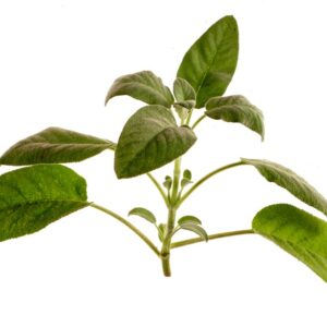 RAMETTO DI SALVIA - 0001