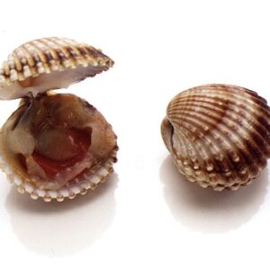 STILL LIFE CUORE DI MARE - S.67 990 - 65725