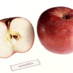 S_01_01_1598_MELA_ANNURCA1.JPG - S 01 01 1598 MELA ANNURCA1