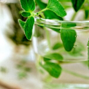 ORIGANO IN BICCHIERE - S_0102_1036