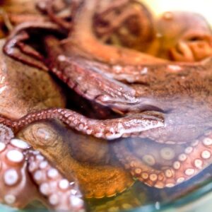 POLIPO IN ACQ - S 01 02 1343