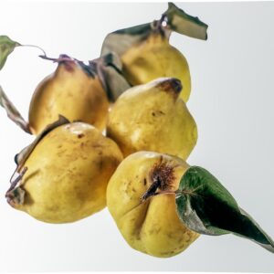 MELE COTOGNE - S 01 02 2062