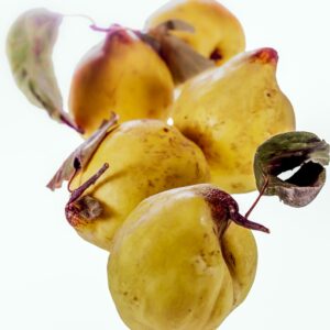 MELE COTOGNE - S 01 02 2065