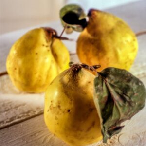 MELE COTOGNE - S 01 02 2071