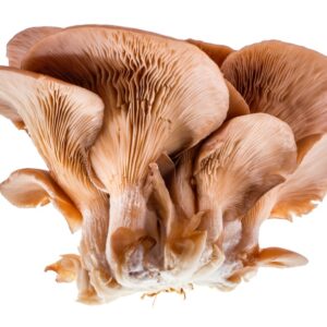 ORECCHIETTE - S01022957