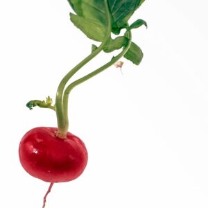 RAPANELLO - S 01 02 655