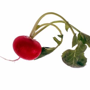 RAPANELLO - S 01 02 657