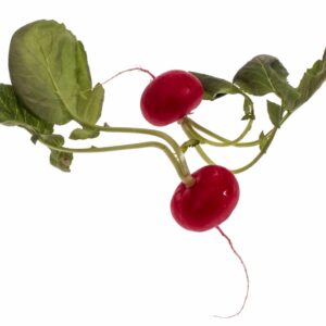 RAPANELLI - S 01 02 658