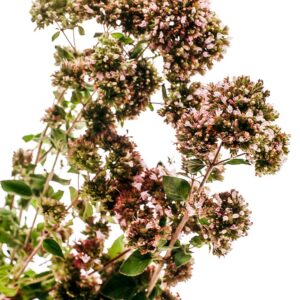 ORIGANO - S 01 02 670