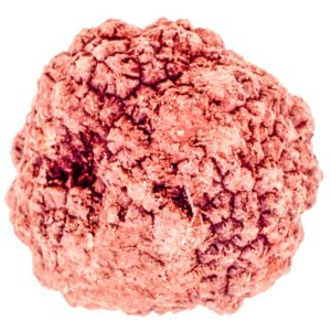 TARTUFO NERO IN - S 01 02 722