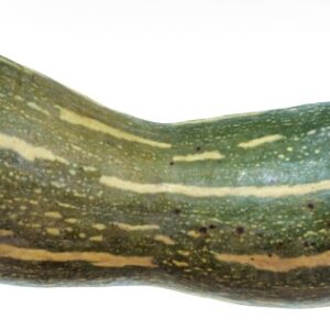 ZUCCA PIENA DI - S 01 02 728