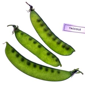 TACCOLE - S 01 02 855