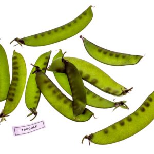 TACCOLE - S 01 02 859