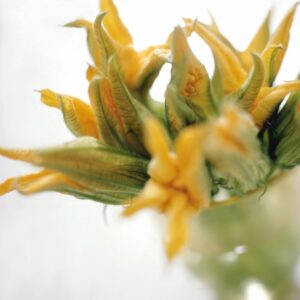 FIORI DI ZUCCA - S0103090