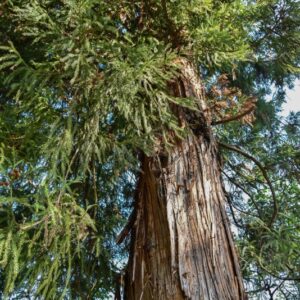 CRYPTOMERIA, JAPONICA, TAXODIACEAE, CINA, GIAPPONE - 0002