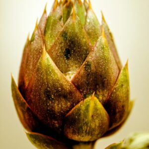 CARCIOFO - S 01 03 1486