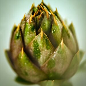 CARCIOFO - S 01 03 1490