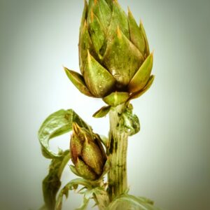 CARCIOFI - S 0103-1494