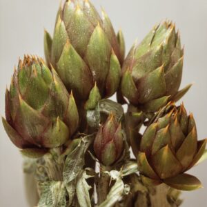CARCIOFI - S 0103-1500