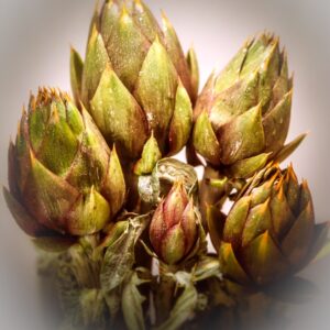 CARCIOFI - S 0103-1500-2
