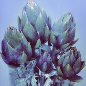 CARCIOFI - S 0103-1505