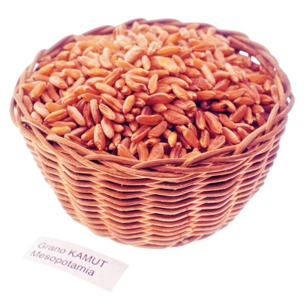 GRANO KAMUT - S 01 03 1682