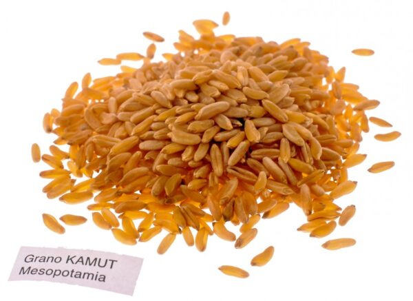 GRANO KAMUT - S 01 03 1688