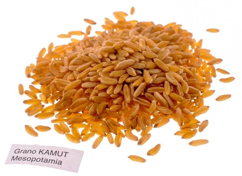 GRANO KAMUT - S 01 03 1688 - immagine 1