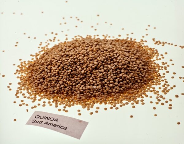 QUINOA - SUD AMERICA