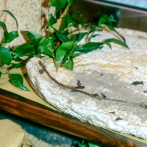 SOLA D ALPEG - S 01 03 396