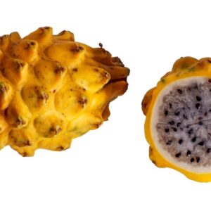 PITAYA GIAL - S 01 05 552