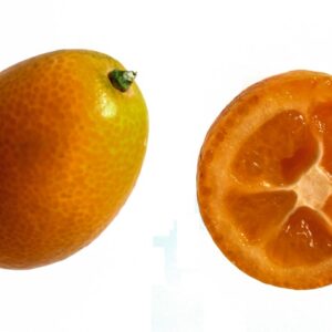 KUMQUAT - S0105550