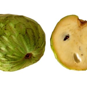 ANNONA CHERIMOL - S 01 05 558