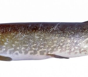 LUCCIO - S04920