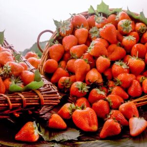 FRAGOLE - S 04950