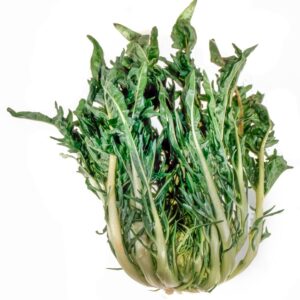PUNTARELLE - S06001