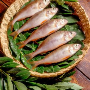 STILL LIFE PERSICI - S08910