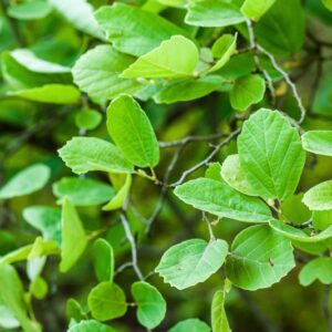 FOTHERGILLA GARDENI - USA - HAMAMELIDACEAE - 710
