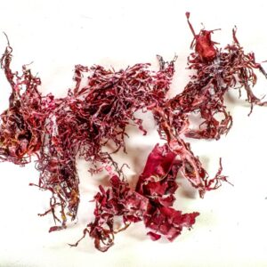ALGA DULSE - S 120 920