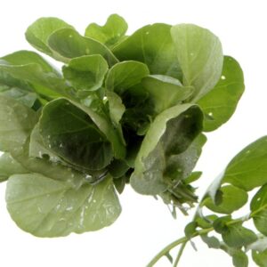 S_150_910_STILL_LIFE_CRESCI1.JPG - S 150 910 STILL LIFE CRESCI1