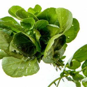 STILL LIFE CRESCI - S 150 910