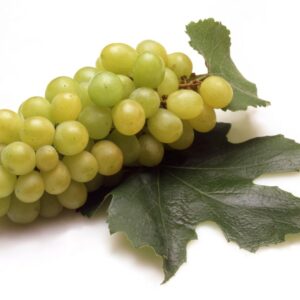 S_176_880_UVA_ITALIA1.JPG - S 176 880 UVA ITALIA1 - 74667