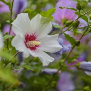 HIBISCUS - IBISCO - HIBISCACEAE - 0001 - 750
