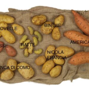 VARIETÀ DI PATATE – 1119 - Trace low