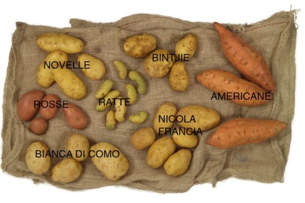 VARIETÀ DI PATATE – 1119 - Trace low