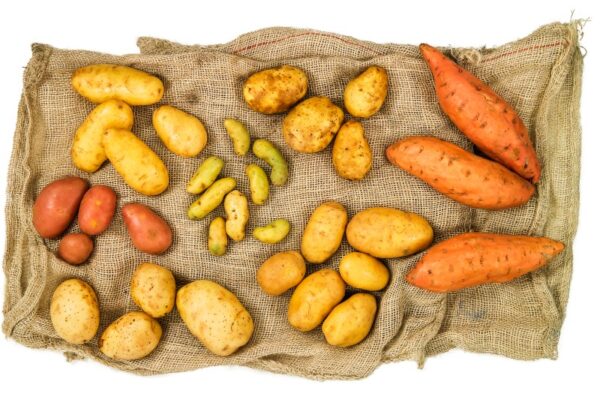 VARIETÀ DI PATATE - 1119