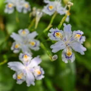 IRIS JAPONICA, IRIDACEAE - 0001 - 760